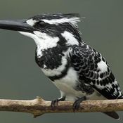 Pied Kingfisher